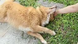 human hand playing dog smiling and happy in garden Stock Footage