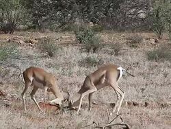MS PAN Males gazelle fighting with each other / National Park, Africa, Kenya Stock Footage