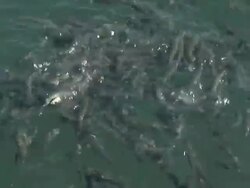 flock of mullet Stock Footage