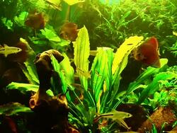 fish in large aquarium Stock Footage
