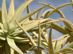 MS Shot of Fleshy quiver tree leaves / Namaqualand, Northern Cape, South Africa Stock Footage