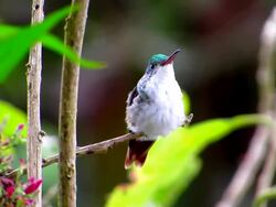 Andean emerald humming bird Stock Footage