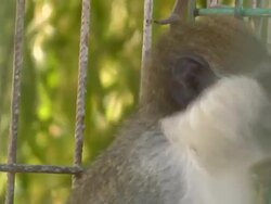 MOnkey Series Stock Footage