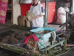 MS TD Pangasius Fish Farm / Hanoi, Vietnam Stock Footage