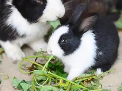 Rabbit Stock Footage