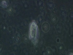 Unidentified ciliate with interesting swimming motion Stock Footage