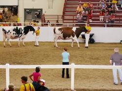 4H Holstein, dairy cows, exhibition at State Fair show. Stock Footage