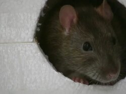 HD: rat Stock Footage