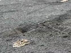 Red Crab cleaning the hole HD Stock Footage