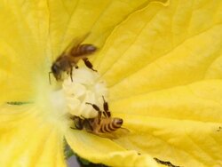Bee and flower Stock Footage