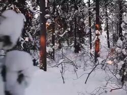 Winter Tranquility Stock Footage