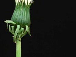 Dandelion opening HD Stock Footage