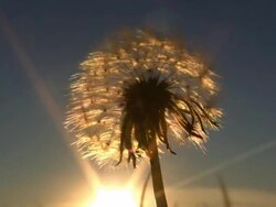 MAKE A WISH V.2 (HD) Stock Footage