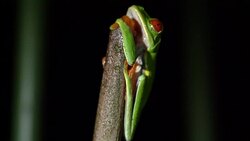 CU Green Tree Frog on a twig Stock Footage