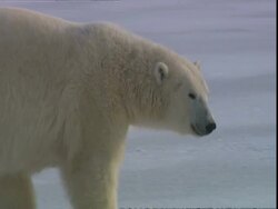 Polar bear (Ursus maritimus) walking across snow, near Churchill, Manitoba, Canada Stock Footage