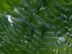 FERN : bilateral (LOOP) Stock Footage
