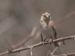 CU R/F Finch like bird on branch  / Central Kalahari Game Reserve, Botswana Stock Footage
