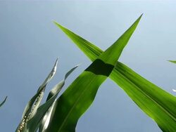 CU Shot of zea mays / Serrig, Rhineland-Palatinate, Germany Stock Footage
