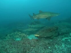 MS TS Shot of Ragged tooth shark aggregation swimming above coral reef with various fish / Aliwal Shoal, Kwa Zulu Natal, South Africa Stock Footage