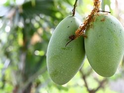 red ants on green mango Stock Footage