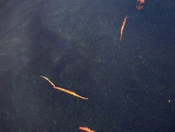 Floating Debris Stock Footage