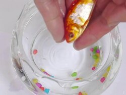 Put fish into the tank Stock Footage