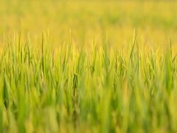 dolly : Rice leaf on twilight Stock Footage