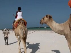 MS POV Two camels walking on beach with guide and tourist at mombasa coast indian ocean AUDIO / Mombasa, Coast Province, Kenya Stock Footage