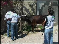 Volunteer vets arrive to treat livestock in quake zone News Clip
