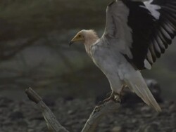 Medium Close Up static - A perching vulture flaps its wings in Djibouti. / Djibouti Stock Footage