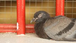 Sick grey pigeon at the window : HD 1080 Stock Footage
