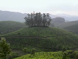 WS View of Tea Plantation, Kerala, India / Munnar, Kerala ,India Stock Footage