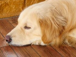 Lonely Golden Retriever Dog Stock Footage