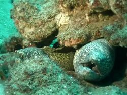 CU Shot of Paint spotted moray eels lying under rock ledge covering with coral and sponges / Matola, Maputo, Mozambique Stock Footage
