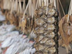MS dried fish hanging at market / Vientiane, Laos Stock Footage