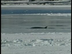 MS Baleen whale diving in water, Antarctica Stock Footage