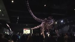 CLEAN : Largest dinosaur goes on display in New York News Clip