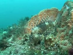 MS Shot of Devil fire fish lying on rock covering with coral and sponges / Matola, Maputo, Mozambique Stock Footage