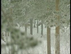 MS Grey wolves, Canis lupus, moving through snow and trees, Arctic Circle Stock Footage