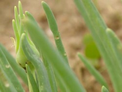 MS R/F Shot of Elongated leaves of succulent plant / Namaqualand, Northern Cape, South Africa Stock Footage