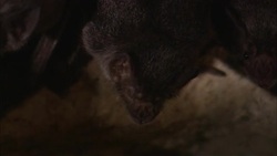 Vampire bats hang in a cave in Belize. Stock Footage