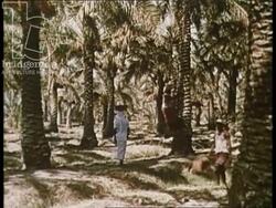 Bahrain 1960s - irrigation, agriculture, petroleum plant and oil derricks in desert. Stock Footage