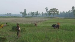 Farmers in rural Bangladesh harvest a failed rice crop that was destroyed my flooding attributed to climate change and contributing to their poverty Stock Footage