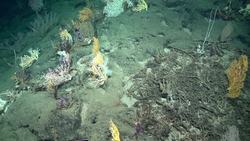 TED: The secrets I find on the mysterious ocean floor | Laura Robinson Instructional Video