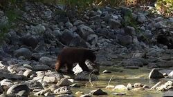 MS  shot of a black bear cub (Ursus americanus) walking across a stream (slow motion) Stock Footage