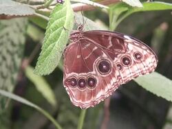 Caligo memnon butterfly Stock Footage