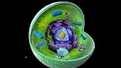 Cells - Peroxisomes & Lysosomes Instructional Video