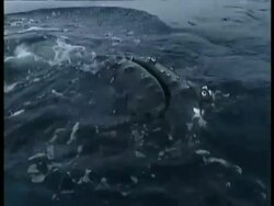 CU Humpback Whale, Megaptera novaeangliae, head poking out from water, Antarctica Stock Footage