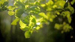 Sunlight bathed transparent green tree leaves Stock Footage