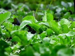 CU SLO MO Shot of fresh greens in field at organic farm / Chatham, Michigan, United States Stock Footage